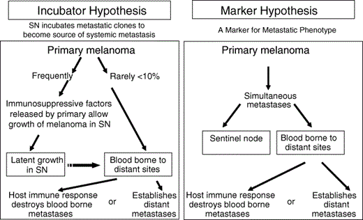 Incubator and marker hypotheses to explain the metastasis of a primary cutaneous melanoma. According to the incubator hypothesis, primary melanoma initially metastasizes via the lymphatics to the sentinel node (SN), which is immunosuppressed by factors released from the primary melanoma. Metastatic foci in the SN may grow but remain latent (incubate) before spreading to distant sites. Thus, finding tumour cells in the SN indicates that the primary melanoma has the ability to metastasize; removal of the tumour‐involved SN before there is further spread should prevent distant metastasis. According to the marker hypothesis, a primary melanoma metastasizes simultaneously via lymphatic and haematogenous routes. Thus, finding tumour cells in the SN is merely a marker of a primary melanoma that can metastasize; removal of the tumour‐involved SN is unlikely to influence the growth of distant metastases and would have no therapeutic effect. The absence of melanoma cells in the SN indicates a primary melanoma that is unlikely to spread to distant sites; this has important prognostic implications. Reprinted with permission from Morton et al.4