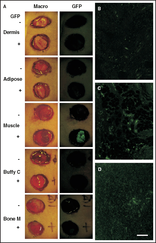 Tissue transplantation studies in rats. Two round areas, each measuring 2 cm in diameter, were surgically excised down to the dorsal muscle fascia of each normal rat as donor sites. Five types of tissues obtained from normal rats (upper site in each panel) or from green fluorescent protein (GFP)‐transgenic rats (lower site in each panel) were transplanted onto the wounds: dermis, adipose tissue, skeletal muscle, buffy coat from heparinized whole blood, or bone marrow cells. Compared with normal rats, intense GFP expression was observed only in muscle cells derived from GFP‐transgenic rats macroscopically and faint expression was detected in bone marrow cells under excitation at 489 nm (A). Microscopic examination showed enhanced GFP expression in the dermis (B), in adipose tissues (C) and in peripheral blood cells from buffy coats (D), and obvious morphological differences among the various GFP‐positive tissues. These are representative figures of three independent studies. Macro, Macroscopic view; GFP, GFP expression macroscopically examined under excitation at 489 nm; Buffy C, buffy coat; Bone M, bone marrow cells. Scale bar = 40 µm (B–D).