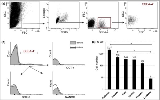 Non‐pluripotent stage‐specific embryonic antigen‐4 (SSEA‐4)+ cells are present in adult human epidermis. (a) Flow cytometric analysis showing the gating strategy of enzymatically isolated cells from human epidermis. The cells were analysed for SSEA‐4 antigen expression after excluding cells of haematopoietic origin (Lineage+, CD45+). (b) Flow cytometric analysis of expression of pluripotency transcription factors; that is Oct‐4, Nanog and Sox‐2, in SSEA‐4+ cells. (c) Quantification of SSEA‐4+ in skin samples collected from specific body sites. Results are normalised per 100 000 analysed events and presented as means ± SEM (n = 5, except for eyelids with n = 3). Significance: P < 0·05 tested by a Kruskal–Wallis test. FSC, forward scatter; SSC, side scatter; L. minora, labia minora.