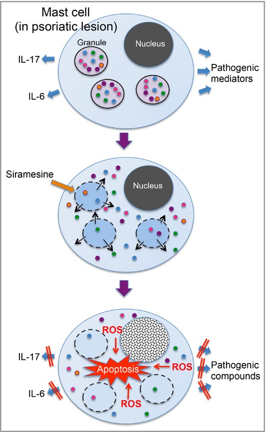 Schematic presentation of the proposed mechanism of mast‐cell apoptosis in response to siramesine. Dermal mast cells in psoriatic lesions are believed to intensify the disease process by releasing pro‐inflammatory interleukins such as IL‐6 and IL‐17 plus other pathogenic mediators. Siramesine has lysosomotropic activity, i.e. it causes permeabilization of lysosome‐like organelles including the secretory granules (secretory lysosomes) of mast cells. Exposure to siramesine will thus lead to the entry of granule contents into the cytosol and subsequent apoptosis due to a reactive oxygen species (ROS)‐dependent mechanism. As a result, the secretion of psoriasis‐driving compounds from mast cells will decline. Note that most cells other than mast cells are less sensitive to siramesine, which probably reflects their lower content of lysosome‐like organelles containing pro‐apoptotic compounds.