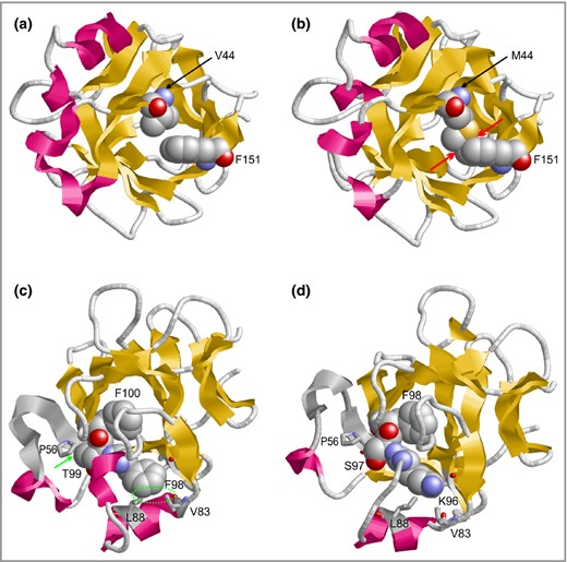 Molecular modelling of novel variants in IL36Ra. Effect of the Val44Met exchange and the Thr99/Phe100 deletion on the structure of IL36Ra. (a) Val44 is located in the hydrophobic core of the molecule. (b) Met44 forms clashes with Phe151 that are not present in the wild‐type. The side chains of residues 44 and 151 are shown in space‐filling presentation and steric clashes are indicated by red arrows. (c) Location and interaction of residues Phe98, Thr99 and Phe100 (all shown in space‐filling presentation) in the wild‐type. Hydrophobic interactions between Thr99 and Pro56 as well as Phe98 and Val83/Leu88 are denoted with a green arrow and circle, respectively. (d) Thr99/Phe100 mutant, in which Phe98 occupies the position of Phe100 from the wild‐type. Note the loss of hydrophobic interactions of residues Lys96/Ser97 compared with Phe98/Thr99 in the wild‐type.