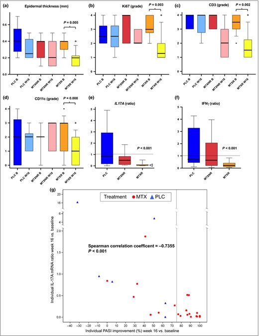 Skin changes during treatment with subcutaneous methotrexate. (a) Quantitative analysis of epidermal thickness and (b) semi‐quantitative analysis (grade 0–4) of proliferating keratinocytes (Ki‐67+), (c) numbers of cutaneous CD3+ T cells and (d) numbers of cutaneous CD11c+ dendritic cells as determined by histology and immunohistochemistry. Grade ≤ 1 corresponds to findings in normal skin. Red bars denote placebo patients (PLC; n = 6), blue bars MTX PASI 75 nonresponders (MTXNR; n = 7) and yellow bars MTX PASI 75 responders (MTXR; n = 14). Dark colours represent baseline (B) and light colours week 16 values (W16). Boxes represent the interquartile range, whiskers the 10–90% range; median values are indicated by thick lines and outliers are shown as circles. All significant differences are shown with two‐sided exact P‐values derived from Wilcoxon matched‐pairs signed rank test. Other markers of psoriatic pathology such as parakeratosis and numbers of Munro's microabscesses were also decreased in MTXR (not shown). (e, f) Cutaneous mRNA levels as fold change of week 16 vs. baseline values with values > 1 (dashed line) indicating fold increase and < 1 indicating fold decrease. Colour codes, legends for treatment groups and boxes and whiskers are as in the upper panels. The median ratio for interleukin (IL)‐17A is indicated by an open triangle. P‐values (median ratio different from 1) in (e) and (f) are from Wilcoxon test. (g) Correlation between individual PASI improvement at week 16 (percentage vs. baseline, x‐axis) and change in cutaneous IL‐17A mRNA levels (ratio of week 16 vs. baseline values, y‐axis). All patients receiving MTX are shown with red circles, patients receiving placebo with blue triangles. The light‐grey line separates PASI 75 responders from individuals not achieving PASI 75 at week 16. PASI 75, 75% reduction in Psoriasis Area and Severity Index (PASI) score; IFN, interferon.