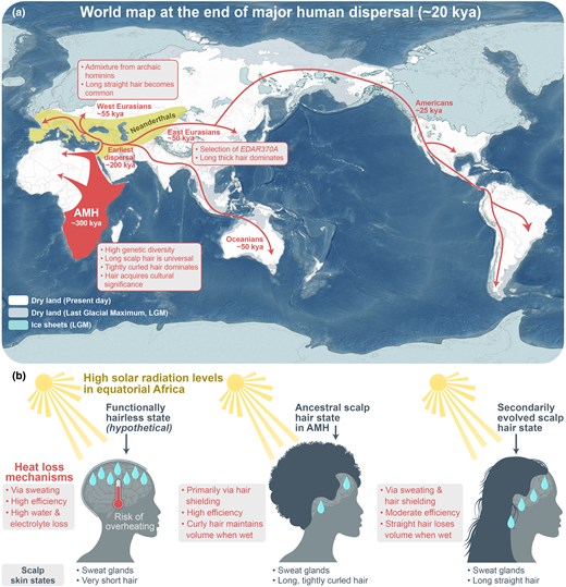 たてがみの魅力: 長い頭皮の毛を制御する分子「スイッチ」の可能性(Mane attraction: Molecular ‘switch’ may control long scalp hair) たてがみの魅力: 長い頭皮の毛を制御する分子「スイッチ」の可能性(Mane attraction: Molecular ‘switch’ may control long scalp hair)