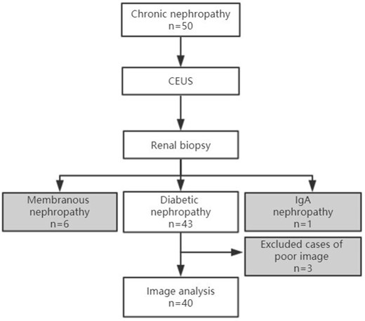 :Study flowchart. CEUS, contrast-enhanced ultrasound.