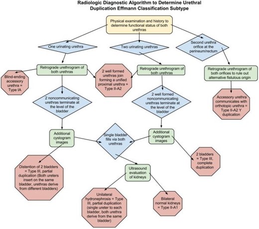 Algorithm detailing the radiological diagnostic decision tree to efficiently determine urethral duplication subtype and the functional urethra, enabling reliable clinical management utilizing the least radiation dose, invasiveness and cost. Green rectangle, diagnostic test; blue diamond, clinical finding; red octagon, definitive diagnosis.