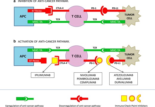 Mechanism of action of ICIs. The binding of PD-1/PD-L1 and CTLA-4/B7 receptor inhibit T cells response; the binding of MHC-TA and TCR activate T cell response. A: cancer cells reduce T cells response by up-regulating inhibition signals throughout the binding PD-1/PD-L1 and CTLA-4/B7 receptor. B: vice versa, the binding of ICIs to CTLA-4, PD-1 or PD-L1 prevent the activation of the anticancer pathway, by stimulating T cell response throughout MHC-TA/TCR binding.