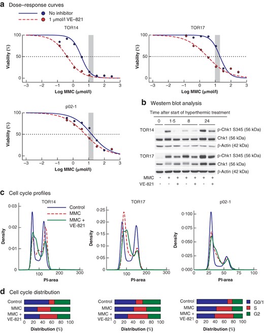 Effects of mitomycin C and ATR inhibition on organoid viability and cell cycle distribution