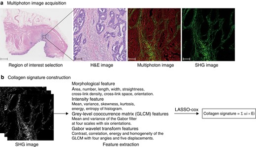 Flow chart of collagen signature construction