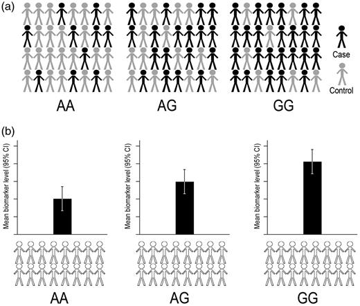 A GWAS design. (a) A case control design for identification of variants associated with risk of a binary endpoint (e.g. CHD). Evaluating differences in proportions of cases and controls between genotype classes for a given SNP (i.e. AA, AG and GG) allow the estimation of association of that SNP with the risk of disease. (b) Identification of variants associated with a continuous biomarker (e.g. plasma LDL-C) by comparison of biomarker levels according to genotype class.