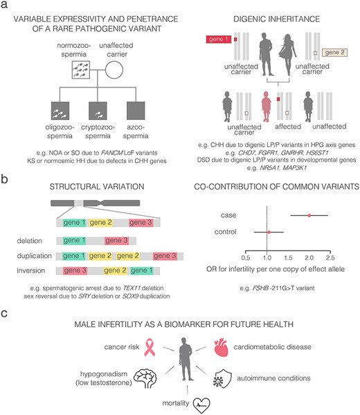 Perspectives to uncover ‘hidden’ genetics of male infertility and the link to general health. (a) Variable penetrance and expressivity of rare pathogenic variants. (b) Alternative genetic factors contributing to male infertility; (c) shared genetic landscape of male infertility and general health. CHH, congenital hypogonadotropic hypogonadism; DSD, disorders of sex development; HH, hypogonadotropic hypogonadism; HPG, hypothalamic–pituitary-gonadal; KS, Klinefelter syndrome; LoF, loss-of-function; LP, likely pathogenic; NOA, non-obstructive azoospermia; P, pathogenic; SO, severe oligozoospermia.
