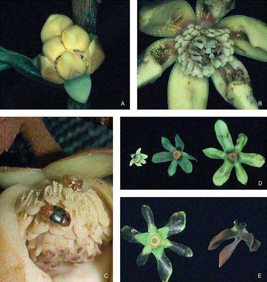 A–C, Anaxagorea dolichocarpa. Length of outer petals c. 14 mm, width c. 8 mm. A, protogynous flower in pistillate stage. Note pollination chamber formed by the inner petals and gaps between petals which permit entrance for pollinators. B, staminate-stage flower with widely open petals. Anthers are dehisced, inner staminodes are lengthened and bent over the stigmatic surface. C, Colopterus sp. ingesting pollen during staminate stage of the flower. D–E, Guatteria foliosa. Length of petals of the largest flower c. 35 mm. D, three open green buds of different sizes. E, left flower developing brown tips indicating initiation of anthesis. Right brown flower is in pistillate stage and has closed its petals over the reproductive organs forming a pollination chamber.