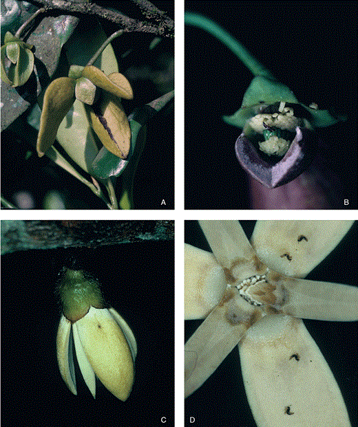 A–B, Goniothalamus australis. Length of outer petals c. 40 mm. A, yellowish pre-anthetic flower. B, flower in pistillate stage with external petals and one internal petal removed to show the pollination chamber, one nitidulid beetle inside. C–D, Xylopia crinita. Petal length c. 40 mm. C, flower opening during pistillate stage. D, open pistillate stage flower at first evening of anthesis, showing receptive stigmas and the small pollinating beetles (Staphylinidae).