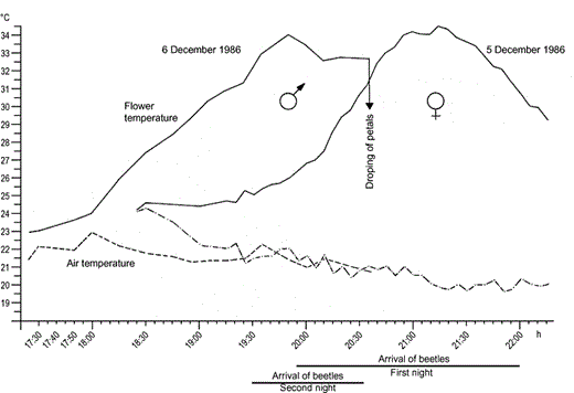 Rhythm of flower heating in Annona coriacea and visitation by beetles during two subsequent nights. (-) flower temperature; (5 December 1986) and (6 December 1986) air temperature on two subsequent nights.