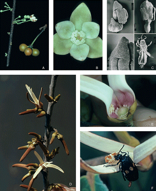 A–C, Bocageopsis multiflora. Outer petals c. 6 mm long. A, inflorescence and fruit. B, widely open flower in the staminate stage. C, (a–c) scanning electron microscope photographs of stamens having a triangular tongue-shaped connective; (d) individual of thrips, the pollinator. D–F, Xylopia aromatica. Petal length c. 30 mm. D, inflorescence with two anthetic flowers. E, flowers in staminate stage with detached stamens. F, Tetraonyx sexguttatus (Meloidae) is a petal-predating beetle but not the pollinator.