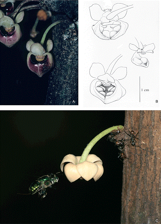 A–B, Pseuduvaria froggattii. Flower c. 18 mm long. A, inflorescence with open, mitriform flowers. B, drawings to show the mitriform flower and the large glands situated at the border of the inner petals. C, Unonopsis stipitata flower (external petal c. 12 mm long) being approached by one of its pollinating euglossine bees, Euglossa imperialis (photo credit Holger Teichert).