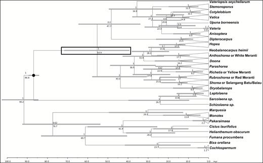 Dated maximum clade credibility tree obtained from BEAST analysis. Taxa are collapsed to major clades. The node that was calibrated is marked with a black dot. Grey node bars represent the 95% highest posterior density interval. Posterior probabilities are given above each node and the mean age estimates are shown below each node. The node in the black box shows the age estimates for Dipterocarpoideae. Geological time scale is given in millions of years.