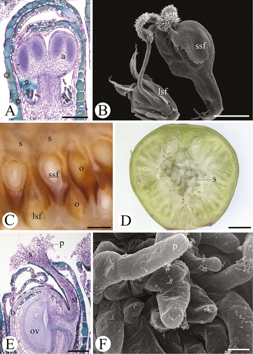 Morphological aspects of the flowers of Ficus citrifolia (A, C, D), F. obtusifolia (B) and F. pertusa (E). A, Longitudinal section of a staminate flower highlighting the young developing anthers. B, Surface view of a short-styled pistillate flower and a long-styled pistillate flower. C, Interspersed arrangement of short-styled and long-styled pistillate flowers within a syconium showing the ovaries at different levels and stigmas at the same level. D, Overview of half a syconium cut longitudinally showing the pistillate flowers with stigmas at the same level. E, Longitudinal section of a pistillate flower showing the anacrostylous ovary with one locule and one ovule and papillate stigma. F, Detail of stigmatic papillae. Symbols: a = anther, lsf = long-styled flower, o = ovary, ov = ovule, p = papilla, s = stigma, ssf = short-styled flower, st = style. Scale bars: A, E = 20 µm; B, C = 500 µm; D = 2 mm; F = 100 µm.