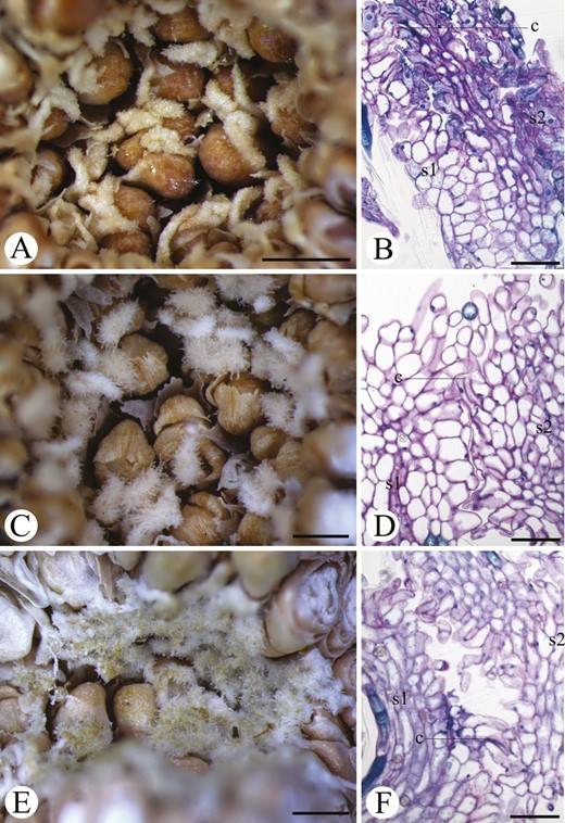 Arrangement within a syconium and anatomy of the synstigma of Ficus carautana (A, B), F. citrifolia (C, D) and F. eximia (E, F). There is a variation in the proximity between synstigmas featuring a more spaced (A, C) or more congested (E) distribution. Note a connecting region between the papillae of two stigmas (B, D, F). Symbols: c = connecting region, s1, s2 = stigma 1 and 2. Scale bars: A, C, E = 500 µm; B, D, F = 50 µm.