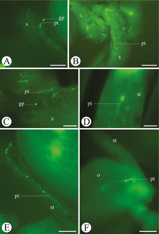 Epifluorescent images of the pollen tube growth through the stigma, style and ovary of Ficus citrifolia (A, D, F), F. eximia (B), F. roraimensis (C) and F. carautana (E). A–C. Pollen grains on the stigma and pollen tubes growing through stigmatic papillae. D, E, Pollen tubes on the style traversing the transmitting tissue. F, Pollen tube reaching the ovary. Symbols: gp = germinating pollen grain, o = ovary, pt = pollen tube, s = stigma, st = style. Scale bars: A, B = 100 µm; C = 50 µm; D, F = 200 µm; E = 20 µm.