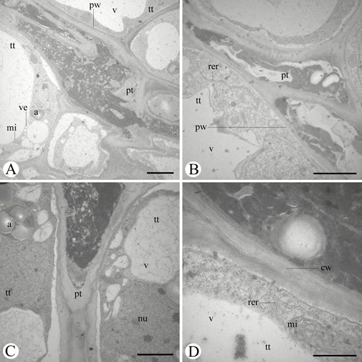 Ultrastructure (TEM) of the pollen tube growing through the style of flowers of Ficus citrifolia (A, D), F. obtusifolia (B) and F. pertusa (C). A, B, Pollen tube surrounded by intact cells of the transmitting tissue. Note the electron-dense content of the pollen tube. C, Detail of two cells of the transmitting tissue showing thin walls, large vacuoles, amyloplasts, central lobed nucleus. Note the tip of a pollen tube located between the walls of the two transmitting tissue cells. D, Detail of the pollen tube showing the thick wall, the innermost stratum consisting of translucent substance (callose). Note a transmitting tissue cell with a large vacuole, mitochondria and an extensive rough endoplasmic reticulum. Symbols: a = amyloplast, cw = callosic wall, mi = mitochondria, nu = nucleus, pt = pollen tube, pw = pollen tube wall, rer = rough endoplasmic reticulum, tt = transmitting tissue, v = vacuole, ve = vesicle. Scale bars: A = 5 µm; B, C = 3 µm; D = 1 µm.