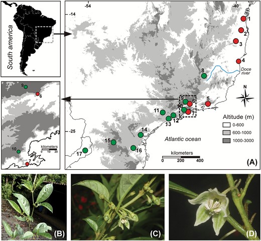 A, Geographical location of collection sites (populations) of individuals of Athenaea fasciculata collected across Atlantic Forest (Brazil). Red dots correspond to the genetic group A and green dots to the B. B, General view of adult plant branch. C, Athenaea fasciculata immature fruits highlighting the calyx. (D, Flower morphology.