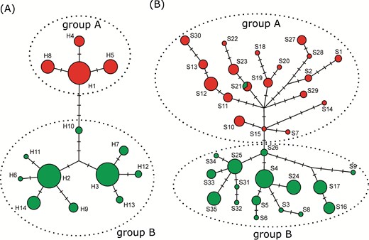 Evolutionary relationships among A. fasciculata DNA sequences. (A) Plastid DNA haplotypes (H1-H14); (B) ITS sequence types (S1-S35). Circle area is proportional to the sequences frequency and perpendicular lines correspond to mutation steps. Haplogroups A and B are indicated.