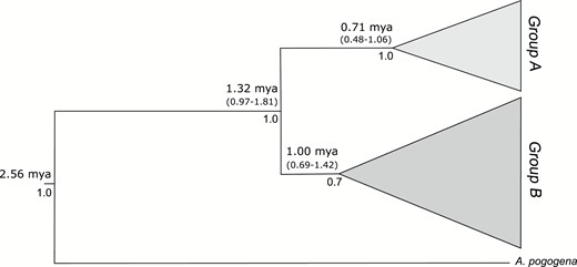 Bayesian inference phylogenetic tree obtained from plastid and nuclear sequences for A. fasciculata. Numbers above branches correspond to mean and intervals age and numbers below the branches are posterior probabilities (PP).