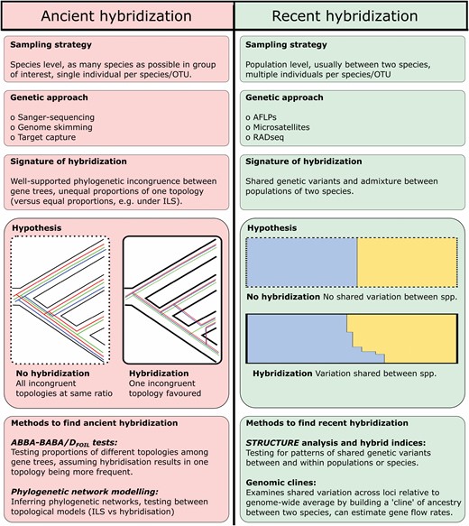 Summary of some methods and hypotheses underlying detection of deep (usually ancient) and shallow, recent hybridization using genetic and genomic data.