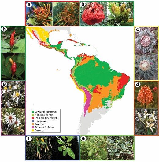 Schematic biome map of the Neotropics based on ecoregions from Olson et al. (2001), adapted by Dick & Pennington (2019) and further modified here. Images around the periphery show hybridising species pairs from a selection of studies examining hybridization in Neotropical plant species, with border colours corresponding to biomes, as explained by the map legend. Species shown are: A, Psittacanthus calyculatus and P. schiedeanus (Baena-Diaz et al., 2018; photographs modified from study); B, Brownea grandiceps and B. jaramilloi (Schley et al., 2018; photographs modified from study); C, Melocactus concinnus and M. glaucescens (Khan et al., 2020; photographs modified from study); D, Epidendrum cochlidium (photograph © Ecuador Megadiverso) and E. schistochilum (photograph © Nicolás Ramírez) as in Vega et al., 2013; E, Quercus rugosa (photograph © anthony_mendoza) and Quercus glabrescens (photograph © Dr. Alexey Yakovlev) as in Castillo-Mendoza et al., 2019; F, Rhizophora racemosa (photograph © Reinaldo Aguilar) and R. mangle (photograph © copepodo), as in Ceron-Souza et al., 2010); G, Diplostephium cinereum and D. meyenii (Vargas et al., 2017, photographs modified from study); H, Costus scaber (photograph © berniedup) and C. pulverulentus (photograph © Hans Hillewaert) as in Surget-Groba & Kay, 2013). Photographs taken from studies for A and B under CC BY 4.0 license (http://creativecommons.org/licenses/by/4.0/), license obtained for reprinting photographs from studies C and G.