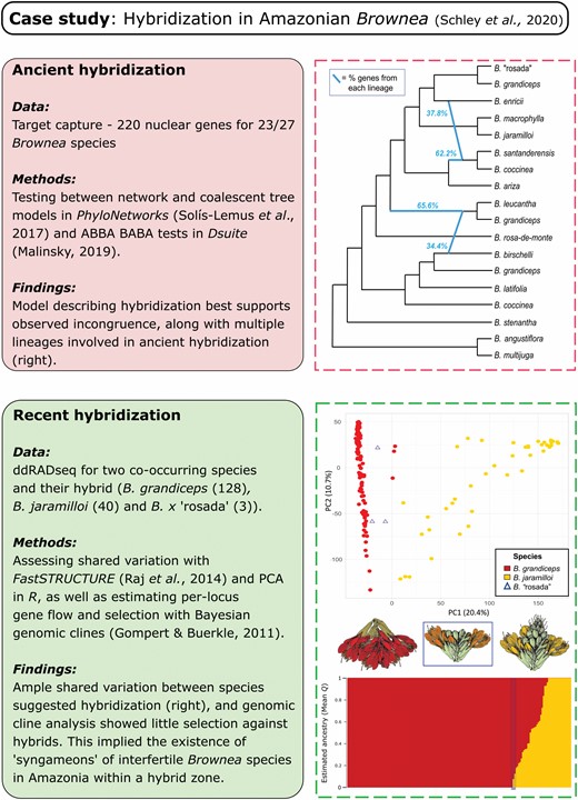 Case study of hybridization in the Neotropical flora, taken from Schley et al. (2020). Boxes show methods and results from investigation of hybridization at both deep (‘ancient’) and shallow (‘recent’) evolutionary timescales using phylogenomic and population genomic approaches, respectively. Inset figures modified from Schley et al. (2020).
