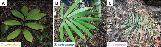 The three species analysed in this study: A, Zamia splendens; B, Z. katzeriana and C, Z. loddigesii. Photographs: the authors.