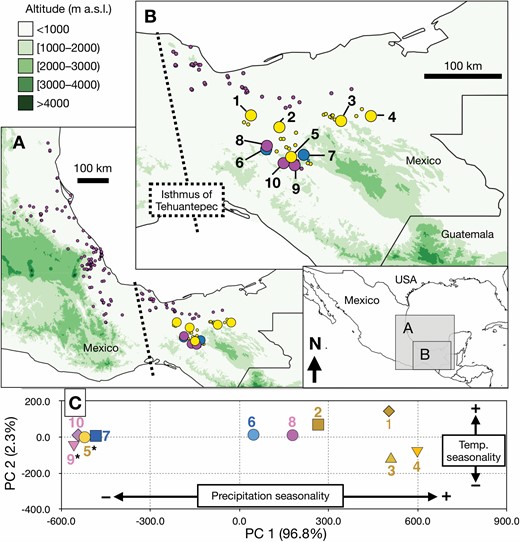 Geographical distribution of three Zamia species analysed. A, The distribution range of Z. loddigesii (pink dots) spans from south-eastern to north-eastern Mexico across the Isthmus of Tehuantepec (dotted line). At the eastern side of the Isthmus, the range of Z. loddigesii overlaps with the distribution of Z. splendens (yellow dots) and Z. katzeriana (blue dots). B, Distribution of the analysed Zamia species from the eastern side of the Isthmus of Tehuantepec. Populations 1–10 were evaluated in genetic and morphological analyses. The population numbers correspond to the localities listed in Table 1. C, Principal component analysis plot that shows the environmental variation among the ten analysed populations. The two main components represent 96.8 and 2.3% of the total variation, each respectively representing precipitation and temperature seasonality. Asterisks indicate populations that showed patterns of admixture in genetic analyses.