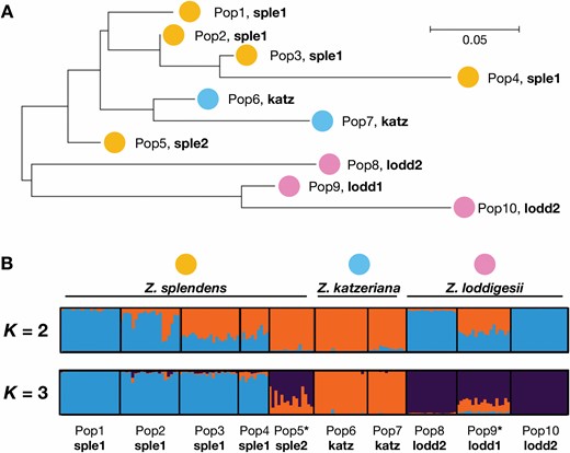 Genetic structure among ten populations of the three examined species: Zamia splendens, Z. katzeriana and Z. loddigesii. A, Graphical representation of the FST values among populations, as constructed in MEGA X (Kumar et al., 2018). The population labels (Pop1–10) and colour labels (Z. splendens in yellow; Z. katzeriana in blue; Z. loddigesii in pink) are accompanied by their group label assigned in the approximate Bayesian analysis. B, Most optimum clustering K = 3 and K = 2 clustering estimated in STRUCTURE (Pritchard et al., 2010). Asterisks indicate two populations that showed patterns of admixture.