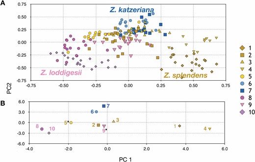 Principal component (PC) plots showing the genetic variation among individuals (A) and among populations (B) of three Zamia species: Z. splendens (yellow, Pop1–5), Z. katzeriana (blue, Pop6–7) and Z. loddigesii (pink, Pop8–10).