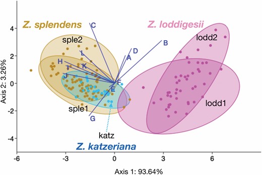 Linear discriminant plot that shows the morphological variation in five groups representing the three analysed Zamia species. Two axes representing 93.64% and 3.26% of the total variation. Biplots A–L correspond to the morphological traits listed in Table 4.