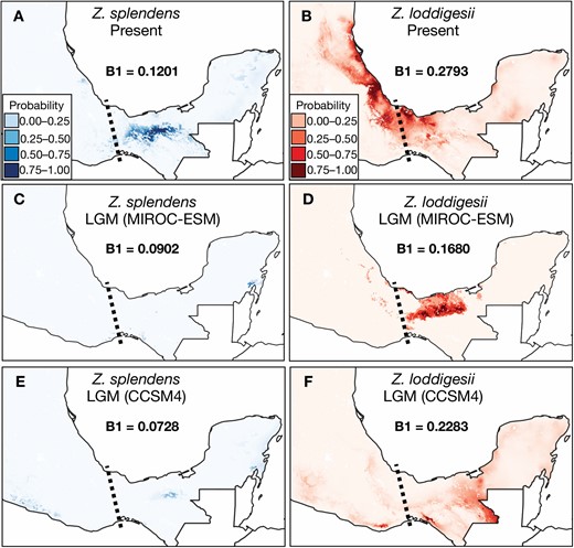 Ecological niche models (ENMs) of Zamia splendens and Z. loddigesii. B1 inverse concentration indexes of niche breadth are annotated. The darker colours indicate higher probabilities of niche suitability. A, B, The geographical distribution of the niche suitability in the present time is estimated based on the variation of nine non-correlated bioclimatic variables. The dotted lines indicate the Isthmus of Tehuantepec. The ENMs were projected onto the bioclimatic variables of the Last Glacial Maximum (LGM), according to the Model for Interdisciplinary Research on Climate East System Model (MIROC-ESM) (C, D) and the Community Climate System Model v.4 (CCSM4) model (E, F). The resulting models suggest that the niches of both species were not present in north-eastern Mexico during the LGM.