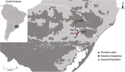 The geographical location of the Nicotiana allopatric and putative hybrid populations where open-pollinated seeds were collected. Nicotiana alata populations are by circles, N. forgetiana by squares, and the putative hybrid population by a triangle. The grassland delimitations are represented by dark shading, and the Brazilian Atlantic Forest by light shading. Delimitation of the grassland area is according to Overbeck et al. (2007). Floral shape from individuals from these populations was analysed.