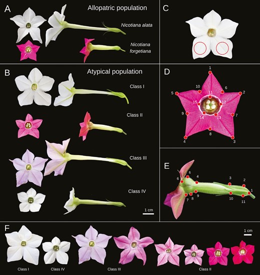 Nicotiana species and AP morphotype of specimens grown in the greenhouse. A, Nicotiana alata and N. forgetiana offspring from the allopatric population. B, Four phenotype classes from AP offspring. C, Area of corolla limb used for pigment characterization. D-E, Landmarks points used in morphometric analysis, AVCL and PV, respectively. (C), (D), and (E) images are not to scale. F, Floral phenotype variation observed in the offspring from the greenhouse.