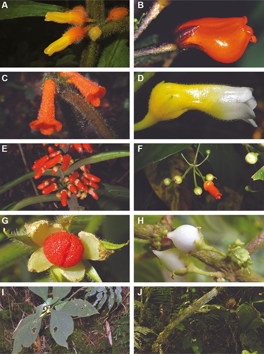 Broad morphological diversity in Besleria (Beslerieae, Gesneriaceae). A, flowers of B. iara. B, B. nitens. C, B. vestita. D, B. brevicalyx. E, axillary inflorescence in B. tambensis. F, pedunculate inflorescence in B. reticulata. G, a ‘rupturing berry’ of B. pauciflora. H, berry of B. solanoides. I, B. discreta, an understorey shrub. J, woody trunk of B. nitens. Photos: Gabriel E. Ferreira.