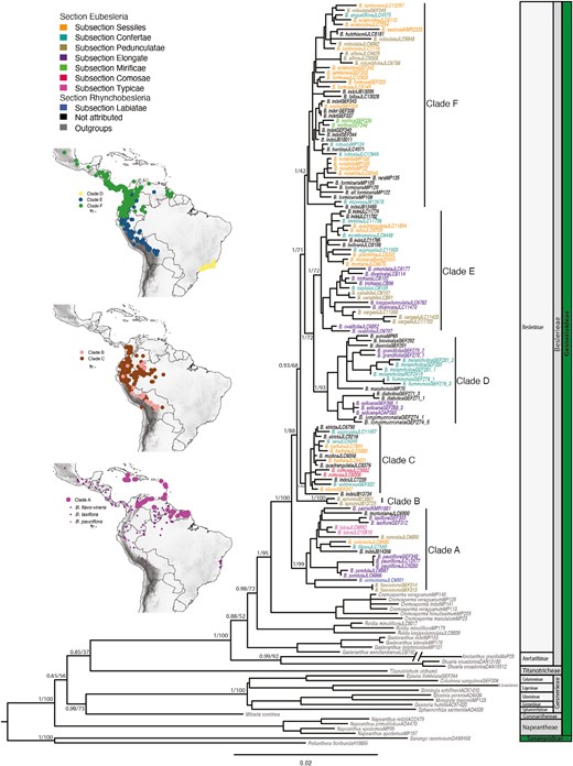 Maximum-likelihood tree for 155 accessions representing 80 species of Besleria and outgroups obtained from the combined analysis of plastid loci matK, rps16, and trnL-trnF, and the nuclear ITS region. Numbers on branches are Bayesian posterior probabilities and maximum-likelihood bootstrap support values. Taxon names are coloured according to Morton’s subsections. Main clades of Besleria are labelled A, B, C, D, E, and F for text discussion and major clades of Gesneriaceae are indicated on the right-hand side. The inset maps show the geographical distribution of the main clades of Besleria. Distributions of the three widely distributed species of Clade A (B. flavovirens, B. laxiflora, and B. pauciflora) are displayed. Scale bar represents the number of subsitutions per site.