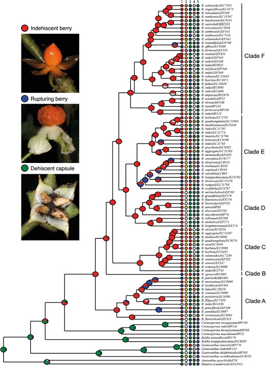 Morphological diversity and evolution of fruit dehiscence type in Beslerieae plotted on the BEAST consensus tree pruned to include only one accession per monophyletic species. Pie charts represent the probabilities of different ancestral character states at each node estimated from maximum-likelihood inference. Coloured boxes at the tip of each species show the character states for (1) fruit dehiscence type being indehiscent berry (red), rupturing berry (blue), or dehiscent capsule (green); (2) corolla colour being orange (orange), yellow (yellow), or white (white); (3) corolla shape being tubular (blue), ventricose (green), or hypocyrtoid (red); (4) fruit colour being green (green), white (white), orange (orange), brown (brown), or purple (purple); and (5) inflorescence type being pedunculate (purple) or epedunculate (green). Reconstructions of ancestral character states for traits 2–5 are provided in the Supporting Information. Photos: John L. Clark.