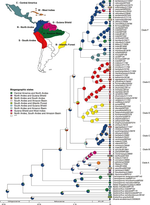 Biogeographical reconstruction plotted on the BEAST consensus tree of Beslerieae using the DEC+J model in BioGeoBEARS. Pie charts represent the relative probability of the ancestral area reconstructed for each node, with colours corresponding to the areas highlighted on the map. Geological time scale in millions of years is shown at the bottom, and major clades of Besleria are indicated on the right-hand side.