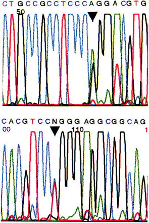 Applied Biosystems electropherogram DNA sequence pattern from subject III-4 in Family D showing the C→T alteration (arrowhead) at nucleotide 903 in exon 10 of the tau gene, sequenced with forward primer 10F (top) and sequenced with reverse primer 10R (bottom) (Poorkaj et al., 1998).