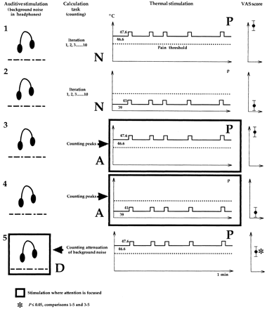 Summary of the PET procedure. In each of the five conditions were performed: (i) a thermal continuous stimulation of high (painful, P) or low (non-painful, p) intensity on which five peaks (1°C higher, 2 s) were randomly added, (ii) an auditory stimulation (background white noise with random attenuations), neglected in all conditions except in condition 5 where it was diversive (D) from pain, and (iii) a counting task: either repetitive iteration from 1 to 10 (conditions 1 and 2), counting of temperature peaks in attentional task (A, conditions 3 and 4) or counting of background noise attenuations in diversive auditive task (D, condition 5). Large arrows indicate to where attention is directed. The mean VAS scores of each condition is indicated on the right.