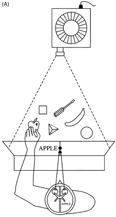Cerebral specialization and interhemispheric communication