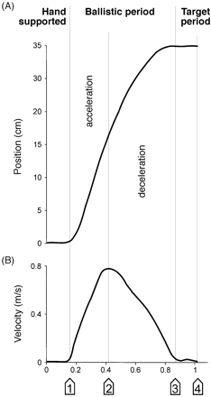 Subdivision of the movement. In (A) the trajectory of the wrist is shown measured in the vertical axis and in (B) the corresponding velocity profile is plotted. During the support period the hand lies on the start platform. The following ballistic period ends when the speed drops below 0.05 m/s for the first time, marking the beginning of the non-ballistic target period.