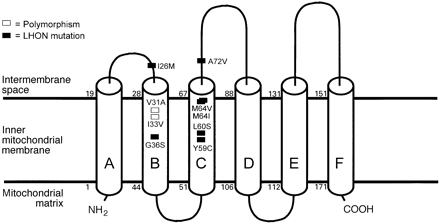 Predicted transmembrane structure of human ND6. The proposed transmembrane helical structure of the ND6 protein as predicted with the TMpred program (see text). Cylinders represent transmembrane helices. In addition to the A14495G/L60S reported here, six established pathogenic mutations associated with LHON, with or without additional abnormalities including dystonia, are shown together with the benign substitution polymorphisms within the B and C transmembrane helices. G14459A/A72V (Jun et al., 1994; Shoffner et al., 1995), T14484C/M64V (Johns et al., 1992), C14482G/M64I (Howell et al., 1998), C14498T/Y59C(Wissinger et al., 1997), C14568T/G36S (Wissinger et al., 1997; Besch et al., 1999) and T14596A/I26M (De Vries et al., 1996) are previously published pathogenic mutations. A14577G/I33V and A14582G/V31A are polymorphisms that have not been reported previously.