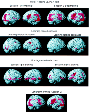 Rendering of activation maps from fixed-effects analysis for mirror-reading, learning-related changes, short-term priming and long-term priming.