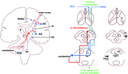 The cerebellum is interconnected with telencephalic structures. The descending pathways to the cerebellum (blue lines) originate in many telencephalic structures including the motor and limbic cortices as well as cortical association areas (AA). These pathways descend in topographically organized manner in the internal capsule (ic) and continue in the cerebral peduncle (cp) toward the basis pontis (bp) where they synapse topographically with the nuclei of the basis pontis. Neurones in the nuclei of basis pontis give rise to decussating pontocerebellar pathways that project within the middle cerebellar peduncle (mcp) toward the cerebellar targets. The ascending branch (red lines) consists of fibres from the deep cerebellar nuclei to the contralateral thalamus (T) and also to the red nucleus (r) from which many descending (small arrows) projections to the brainstem nuclei arise. The cerebellar projections to the thalamus are relayed to motor areas of the cerebral cortex. However, there are relatively minor projections from the cerebellum to other thalamic nuclei, which in turn project to the limbic and prefrontal cortices. The transversal sections of the middle panel show that the corticopontine pathways originated in the prefrontal cortex (PFC) and the temporal, parietal and occipital association areas (other) travel in the most anterior and posterior aspects of the internal capsule and in the most medial and lateral portions of the cerebral peduncles, respectively. The middle sector of the internal capsule contains fibres from the primary motor cortices directed, via the corticospinal tract (CST), mainly toward the brainstem and spinal motor structures (Afifi and Bergman, 1998). Three of C.B.'s five lesions are shown with dark patches on the right panel. The lesions of patient C.B. are located in the left cp (lesion 1), midline bp (lesion 2) and right mcp (lesion number 3). Lesions number 4 and 5 are, as shown in Fig. 2, located in the white matter of the inferior and superior semilunar lobules.