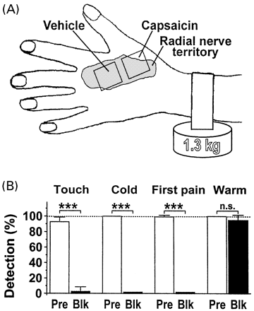 Effects of selective A-fibre conduction blockade in normal versus capsaicin-pretreated skin. (A) Arrangement for testing the effects of topical capsaicin pretreatment and of nerve compression on the perception of pain to punctate stimuli in the innervation territory of the superficial radial nerve. Capsaicin = 10% capsaicin cream, 6 h each on three successive days; Vehicle = vehicle cream base. (B) Verification of complete and selective A-fibre blockade in vehicle-pretreated skin (n = 8). After 101 ± 5 min of nerve compression, detection of touch (Aβ-fibres) and cold (Aδ-cold fibres) was lost. Likewise, first pain (nociceptive Aδ-fibres) was eliminated and reaction times had shifted from first pain (<500 ms, average reaction time 180 ms) to second pain reaction times (>500 ms, average reaction time 1200 ms). In contrast, C-fibre-mediated warmth detection was unchanged. Pre = before A-fibre blockade; Blk = during A-fibre blockade.